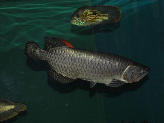 黑色金龍魚(yú)多少錢(qián)一條？（金龍魚(yú)市場(chǎng)價(jià)格波動(dòng)原因）