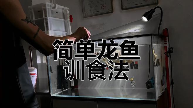 如何與龍魚進行手勢訓練？