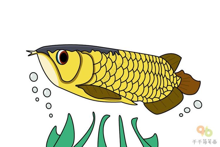 龍魚是什么樣的圖片簡筆畫