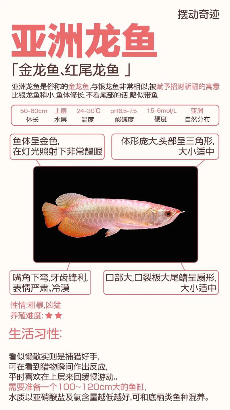 金龍魚和銀龍魚的圖片區別