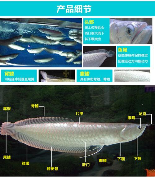 金龍魚和銀龍魚的圖片區別