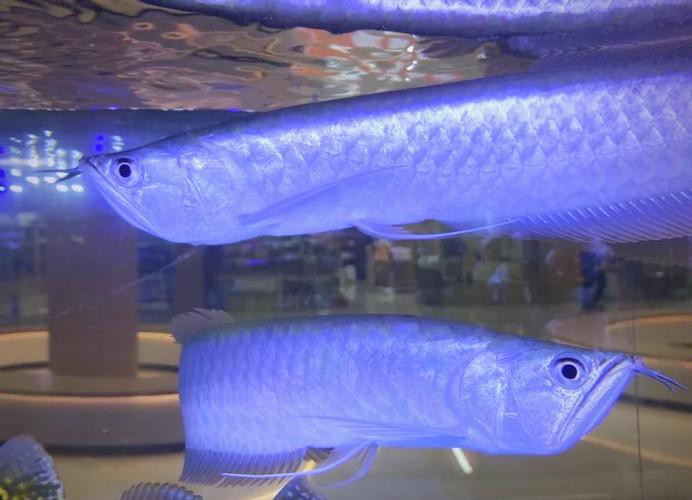 金龍魚和銀龍魚的圖片區別