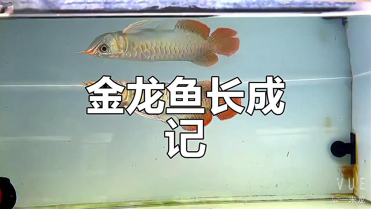 金龍魚和銀龍魚的圖片區別