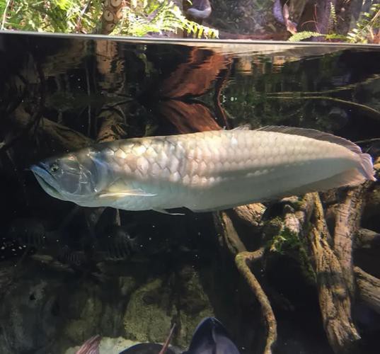 金龍魚和銀龍魚的圖片區別