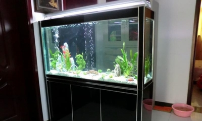 茂名市魚吧水族館（茂名水族館在哪里）