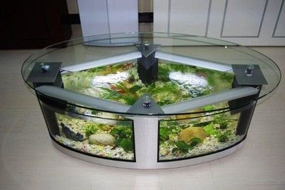 赤峰龍魚專賣店：赤峰市龍魚專賣店