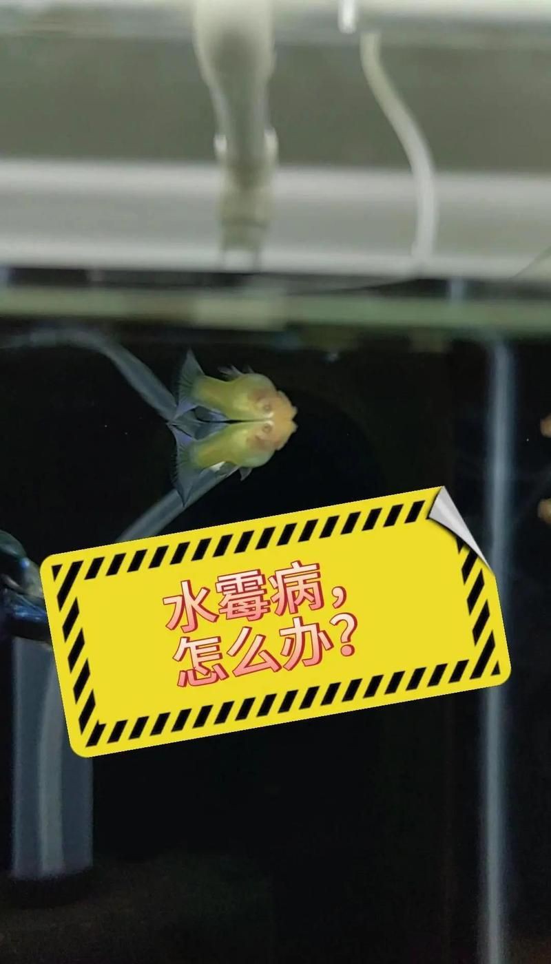 龍魚多久喂一次最好？