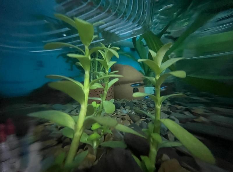 龍魚多久喂一次最好？