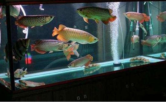 家庭養(yǎng)魚(yú)的魚(yú)缸，家庭養(yǎng)魚(yú)魚(yú)缸風(fēng)水?dāng)[放的最佳位置如何維護(hù)魚(yú)缸水質(zhì)清潔