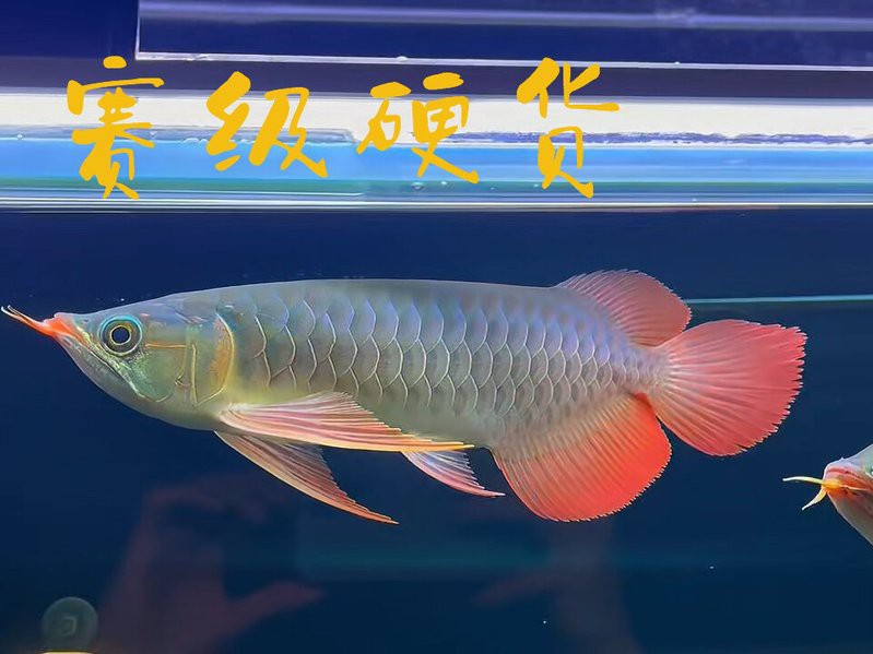 大湖紅龍幼魚的價格是多少？ 大湖紅龍幼魚的價格是多少？ 龍魚百科 第5張