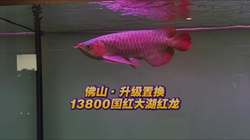 大湖紅龍幼魚的價格是多少？ 大湖紅龍幼魚的價格是多少？ 龍魚百科 第2張