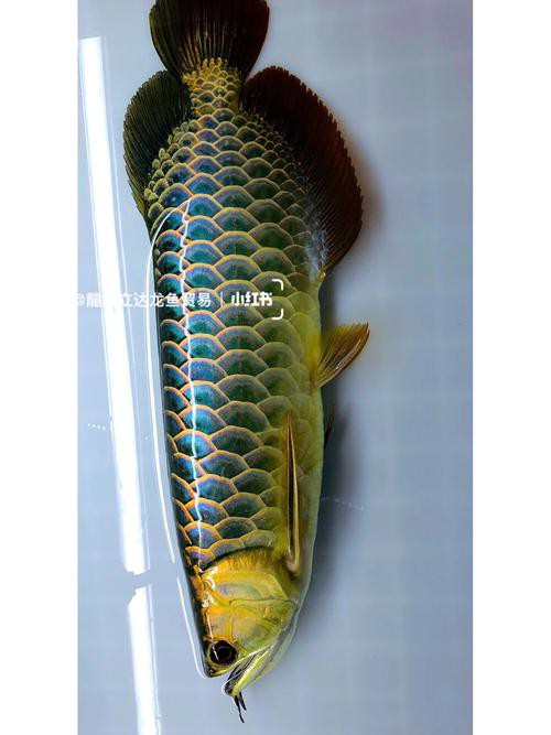 金龍魚的品相怎么區分