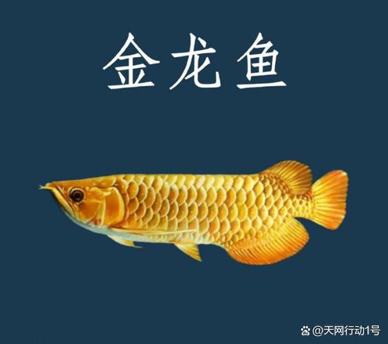 浙江龍魚市場價格表圖片