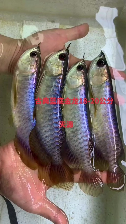 浙江龍魚市場價格表圖片