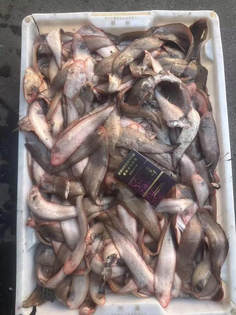 浙江龍魚市場價格表圖片