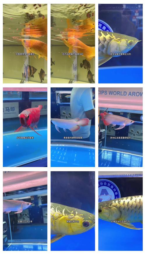 浙江龍魚市場價格表圖片