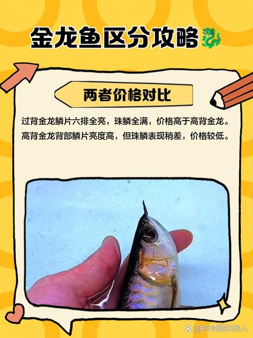 金龍魚過背和不過背的區別是什么圖片大全