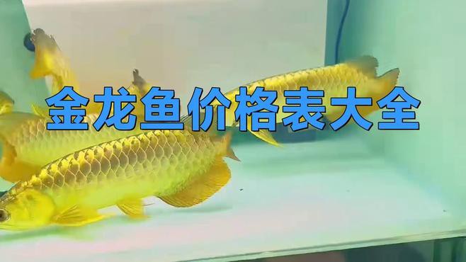 金龍魚的市場行情如何 金龍魚的市場行情如何 龍魚百科 第10張