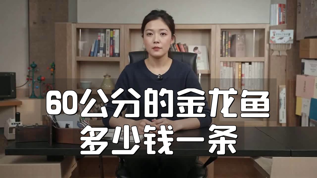 金龍魚的市場行情如何 金龍魚的市場行情如何 龍魚百科 第11張