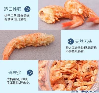 龍魚吃蝦干怎么泡水喝：喂食龍魚蝦干時 龍魚吃蝦干怎么泡水喝：喂食龍魚蝦干時 龍魚百科 第1張