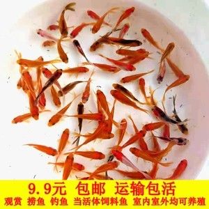 紅龍魚養殖技術要點（紅龍魚怎么養好紅龍魚的正確飼養方法全攻略[需手動填充]紅龍魚飼養技巧）