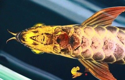 廣州過背金龍魚批發（廣州過背金龍魚批發市場）