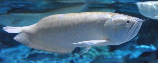 銀龍魚苗疾病預防綜合措施：銀龍魚苗疾病預防綜合措施，