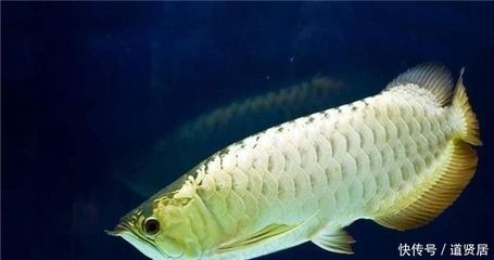 龍魚長得快不快:龍魚生長速度受到多種因素影響,飼養者需要注意的是 龍魚百科 第1張 龍魚長得快不快:龍魚生長速度受到多種因素影響,飼養者需要注意的是 龍魚長得快不快:龍魚生長速度受到多種因素影響,飼養者需要注意的是 龍魚百科 第1張