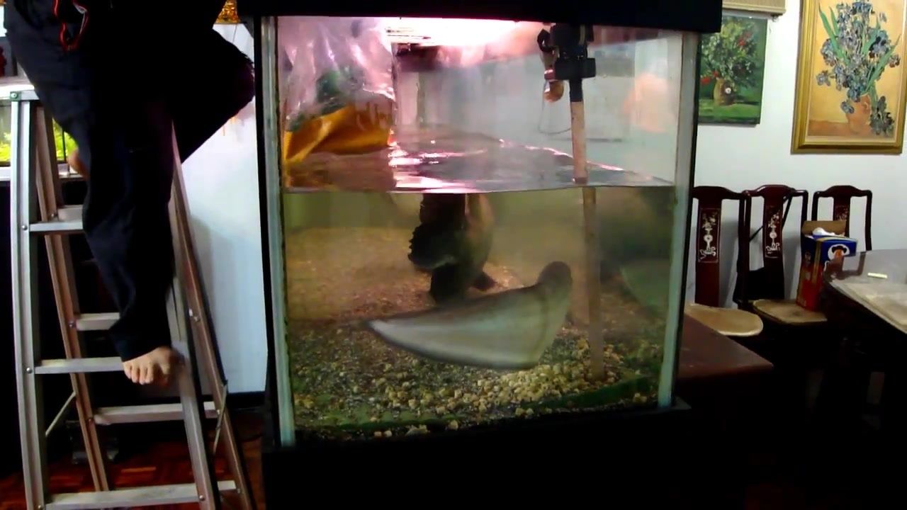 龍魚用的麻藥是什么藥水配制的：常用的龍魚麻醉藥物及其配制方法 龍魚用的麻藥是什么藥水配制的：常用的龍魚麻醉藥物及其配制方法 龍魚百科 第5張