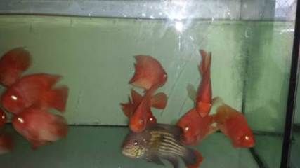 龍魚七星刀混養怎么樣啊：龍魚和七星刀魚可以混養嗎