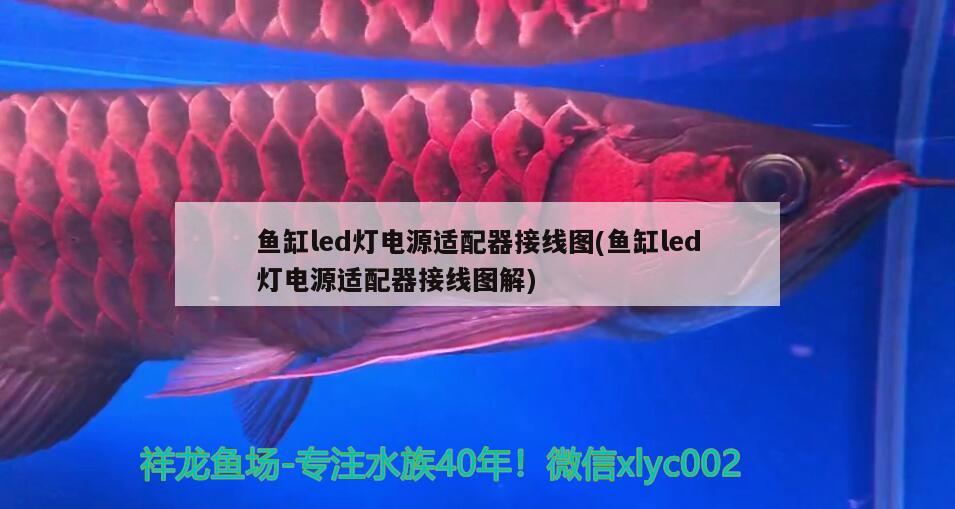 七星關區香香水族館