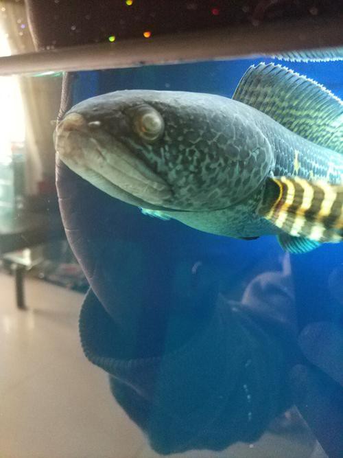 如何判斷雷龍魚凸眼的嚴重程度？