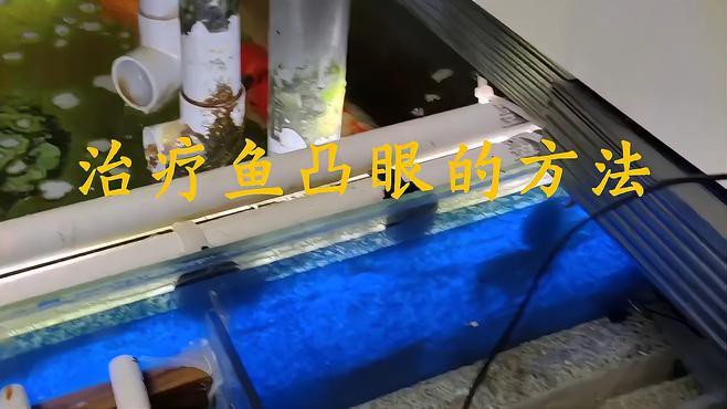 如何判斷雷龍魚凸眼的嚴重程度？