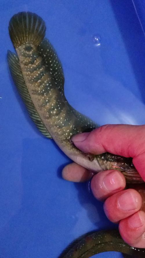 如何判斷雷龍魚凸眼的嚴重程度？