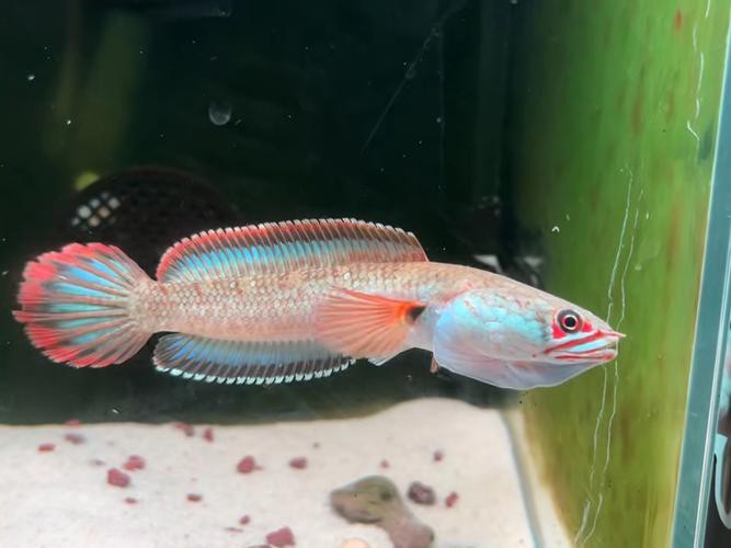 如何判斷雷龍魚凸眼的嚴重程度？