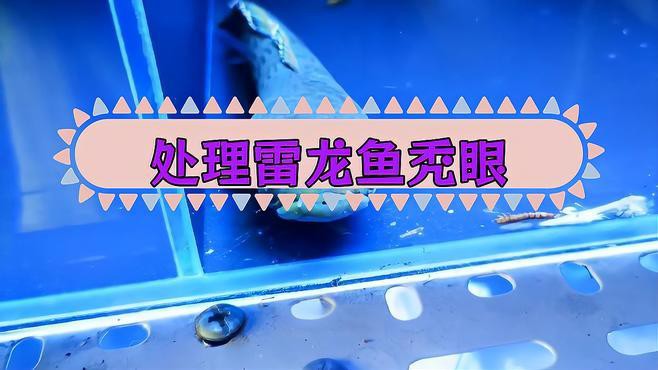 如何判斷雷龍魚凸眼的嚴重程度？