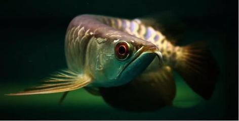 龍魚浮水面不動的原因及解決方法（龍魚浮在水面上不動可能由多種原因引起，解決方法及相應的解決方法）