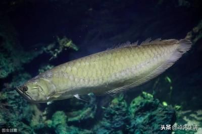 龍魚浮水面不動的原因及解決方法（龍魚浮在水面上不動可能由多種原因引起，解決方法及相應的解決方法）