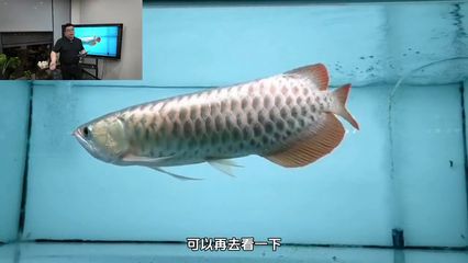 龍魚浮水面不動的原因及解決方法（龍魚浮在水面上不動可能由多種原因引起，解決方法及相應的解決方法）
