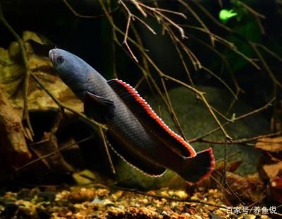 紅龍魚的鱗片發(fā)色是一個(gè)漸進(jìn)的過程，紅龍魚飼養(yǎng)鱗片的變化：關(guān)于紅龍魚的鱗片發(fā)色的一些詳細(xì)信息