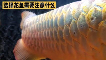 北京龍魚批發市場營業時間是幾點：北京龍魚批發市場營業時間
