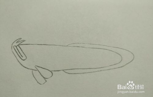 金龍魚怎么畫（金龍魚簡筆畫技巧分享,金龍魚簡筆畫教程視頻教程）