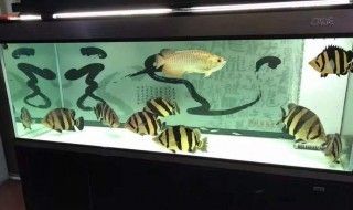 龍魚一個魚缸能養(yǎng)幾條魚：一個魚缸能養(yǎng)幾條龍魚