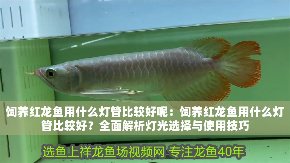 飼養(yǎng)紅龍魚用什么燈管比較好呢：飼養(yǎng)紅龍魚用什么燈管比較好？全面解析燈光選擇與使用技巧