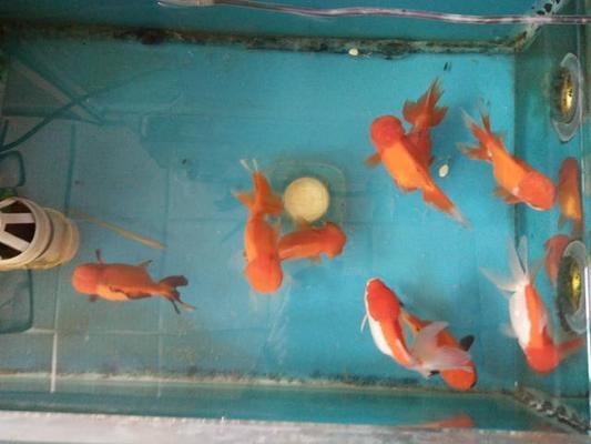 南陽市宛城區(qū)水晶靈爬寵水族館（南陽水晶魚電話）