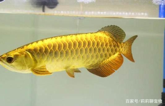 <strong><mark>姜堰</mark></strong>區(qū)蘇逸閣水族館（<strong><mark>姜堰</mark></strong>區(qū)蘇逸閣水族館地址）