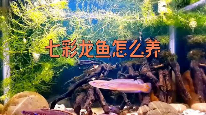 七彩龍魚的最佳飼養環境是什么？ 七彩龍魚的最佳飼養環境是什么？ 龍魚百科 第1張