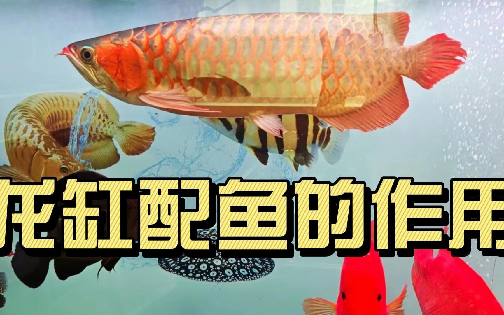 紅龍魚配魚有哪些（紅龍魚可以和什么魚一起養,混養要注意什么）