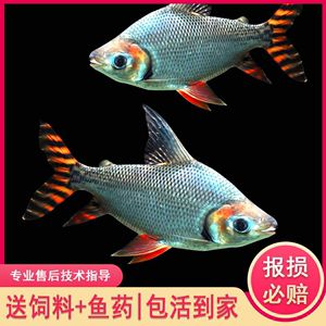 紅龍魚配魚有哪些（紅龍魚可以和什么魚一起養,混養要注意什么）
