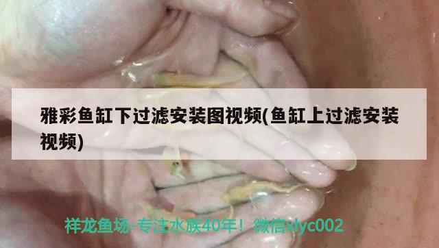 <strong><mark>曲江</mark></strong>區(qū)好彩水族花店（<strong><mark>曲江</mark></strong>區(qū)好彩水族花店地址）